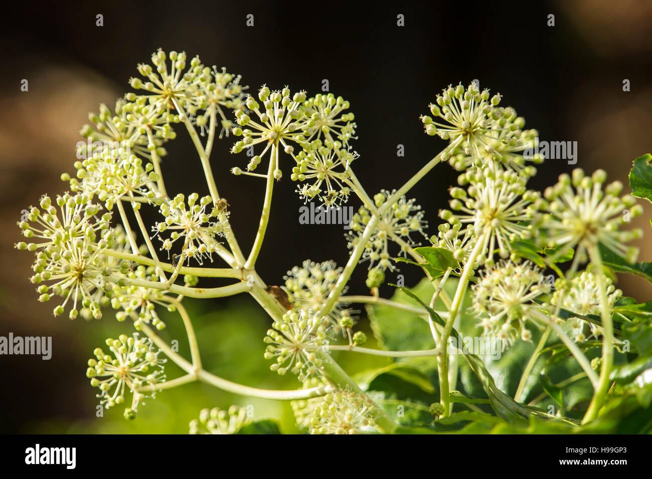 Fatsia Japonica in Blüte - ein immergrüner Strauch in der Familie der Araliaceae, auch bekannt als der Papierfabrik, Fig Endivie palm Stockfoto