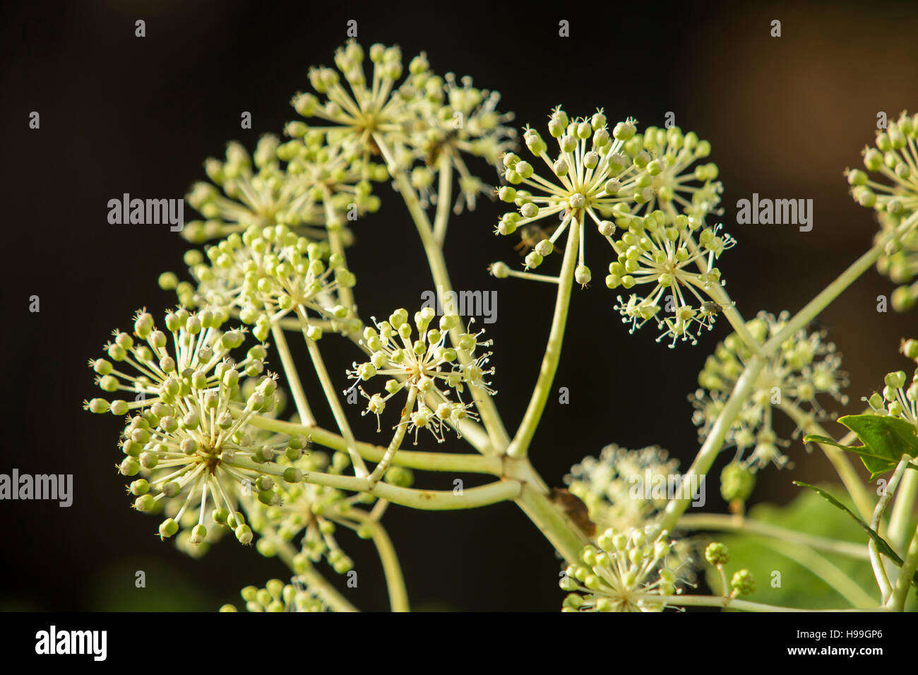 Fatsia Japonica in Blüte - ein immergrüner Strauch in der Familie der Araliaceae, auch bekannt als der Papierfabrik, Fig Endivie palm Stockfoto