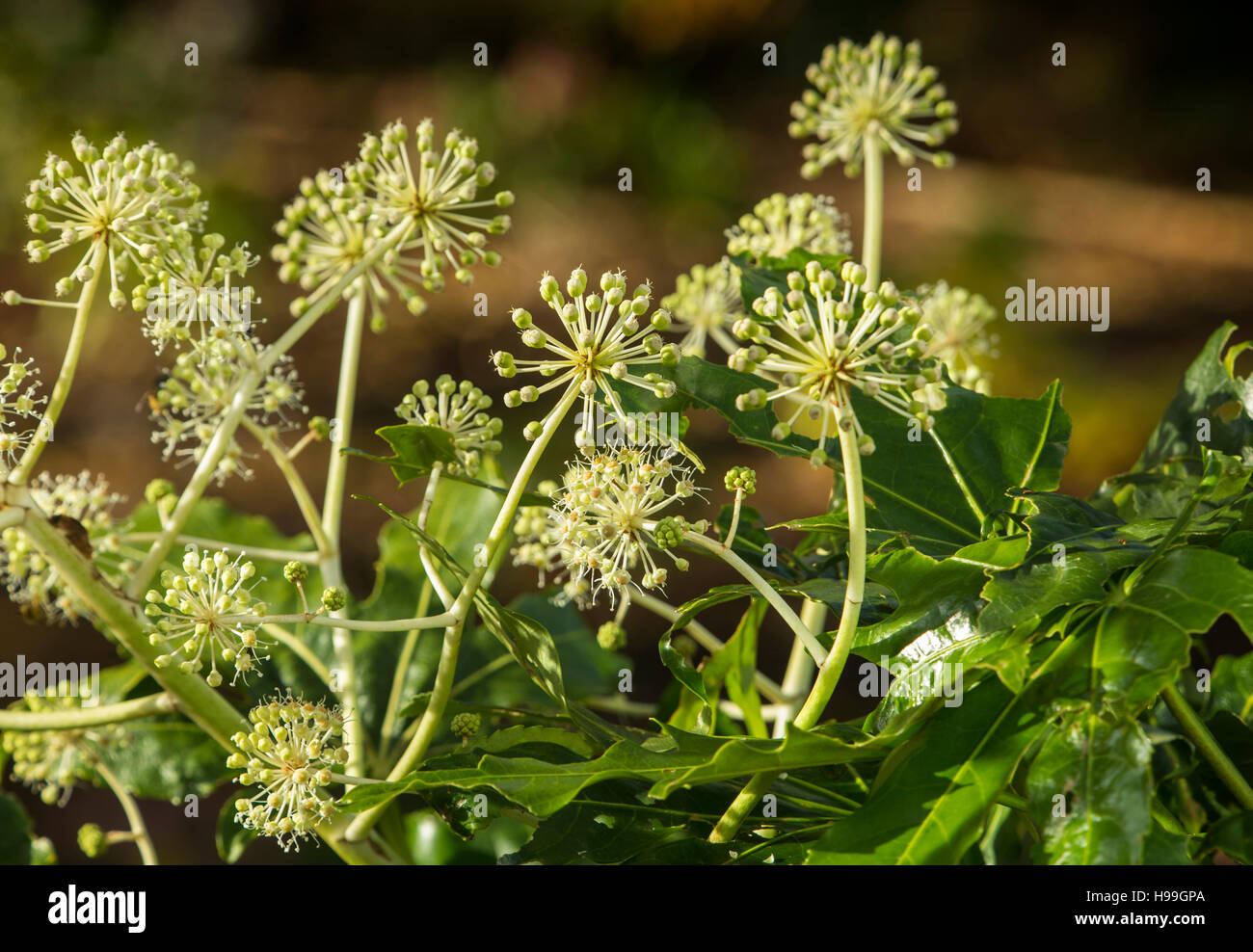 Fatsia Japonica in Blüte - ein immergrüner Strauch in der Familie der Araliaceae, auch bekannt als der Papierfabrik, Fig Endivie palm Stockfoto