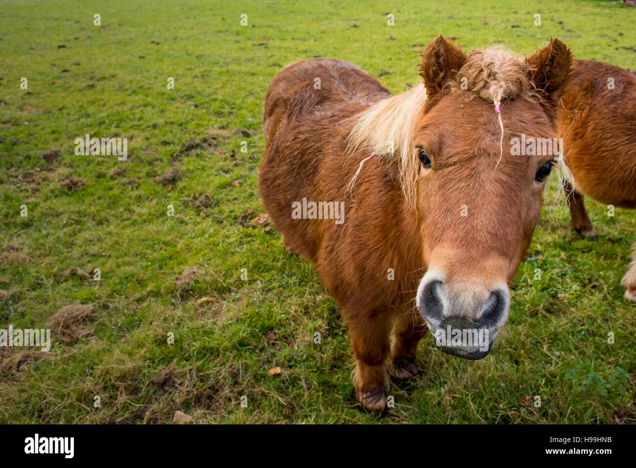 ein süßes Pony mit einem kleinen Zopf sieht in die Kamera Stockfoto