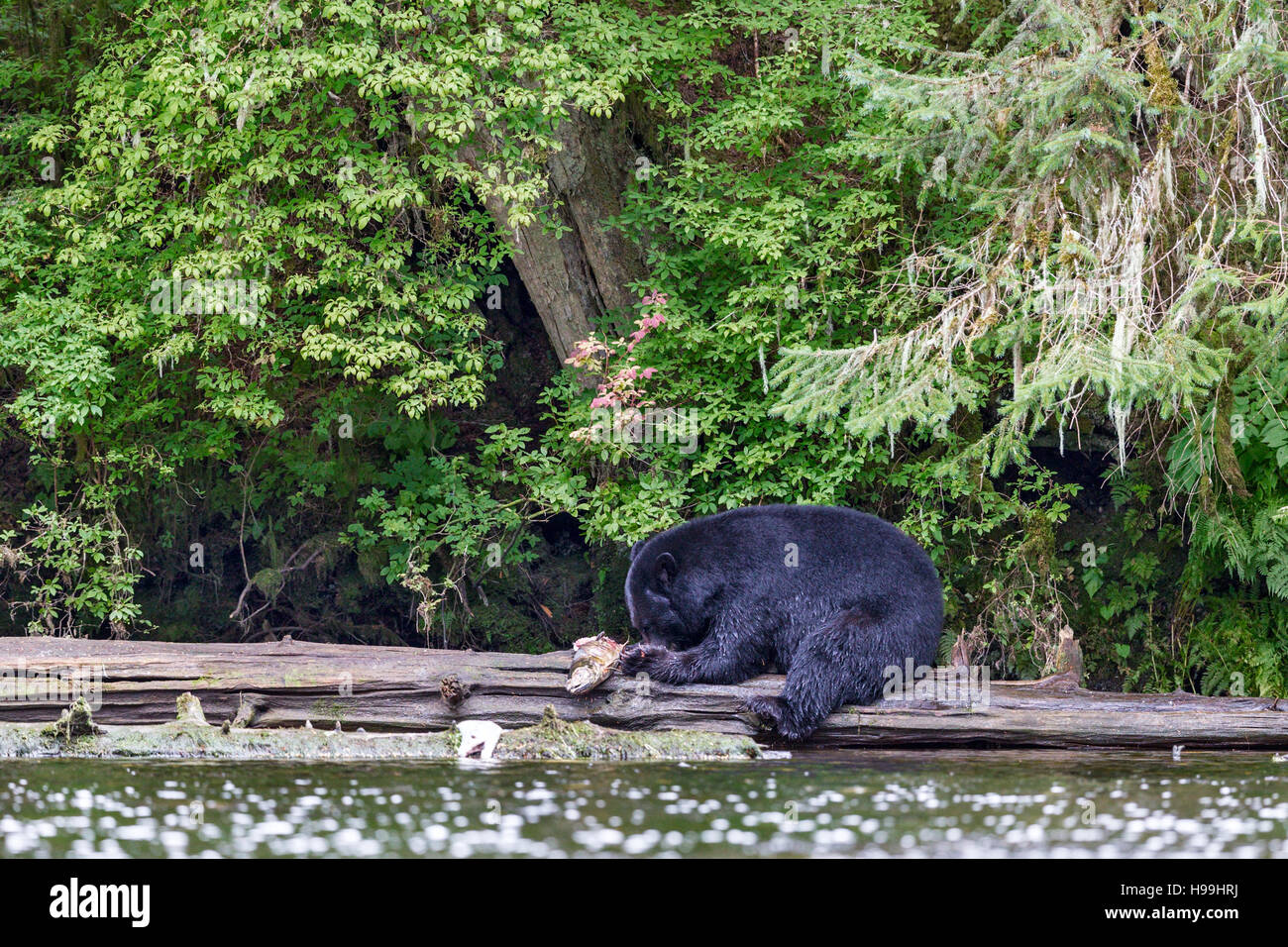 Ein Küsten schwarzer Bär Fütterung auf eine Chum Lachs frisch gefangen aus dem Fluss, Tongass National Forest, Südost-Alaska Stockfoto