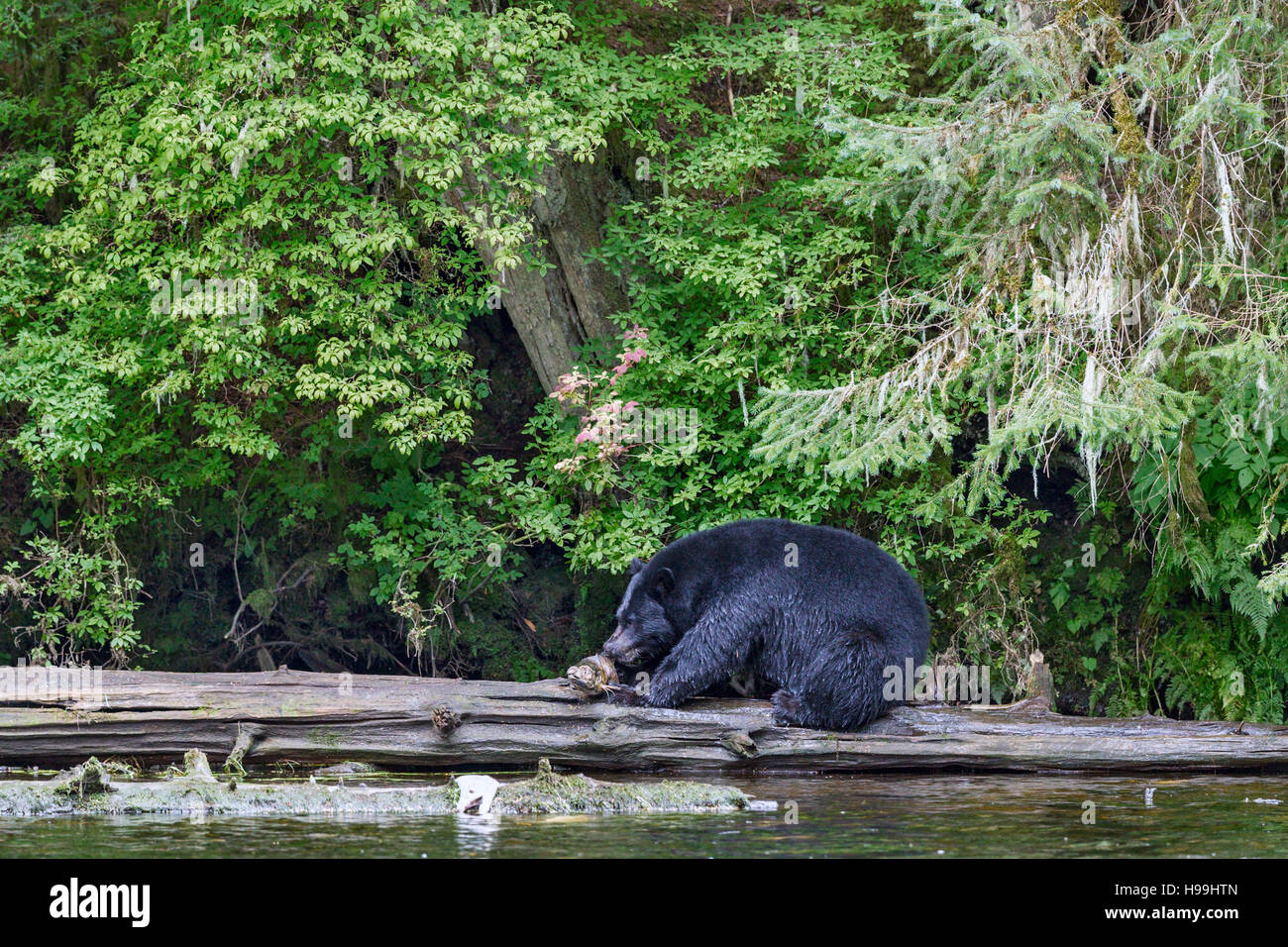 Ein Küsten schwarzer Bär Fütterung auf eine Chum Lachs frisch gefangen aus dem Fluss, Tongass National Forest, Südost-Alaska Stockfoto