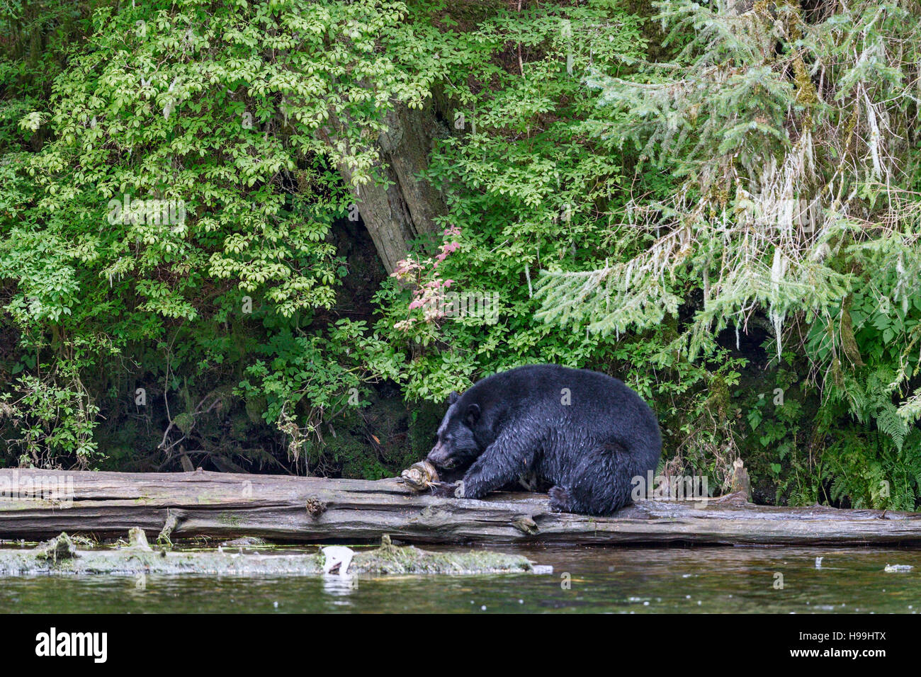 Ein Küsten schwarzer Bär Fütterung auf eine Chum Lachs frisch gefangen aus dem Fluss, Tongass National Forest, Südost-Alaska Stockfoto