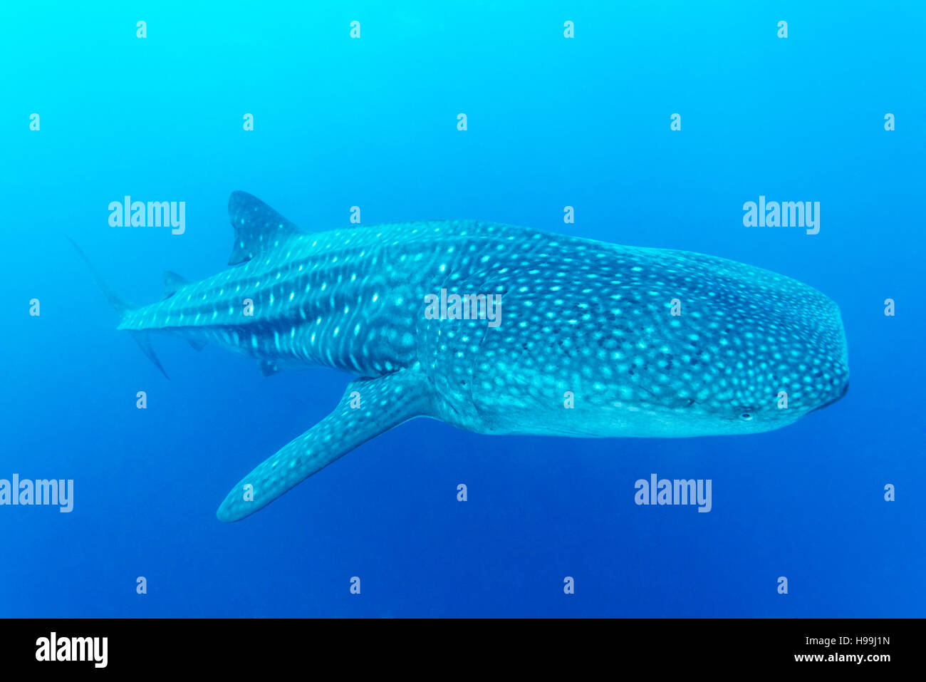 Walhai, Malpelo Insel, Kolumbien, Ost-Pazifik Stockfoto