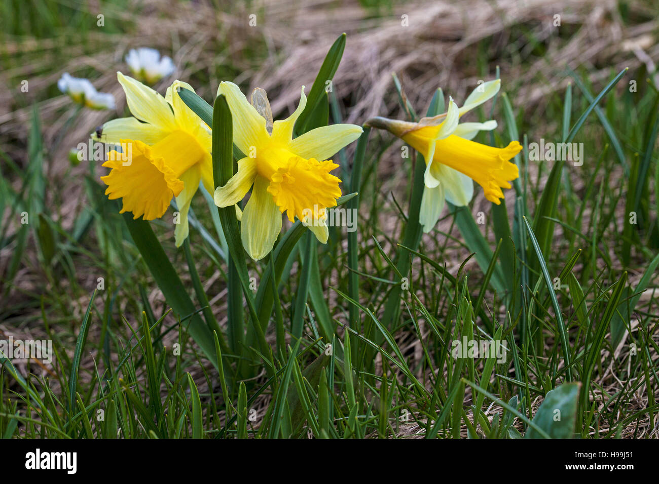 Wilde Narzissen Narcissus Pseudonarcissus Naturparks Vercors Frankreich Stockfoto