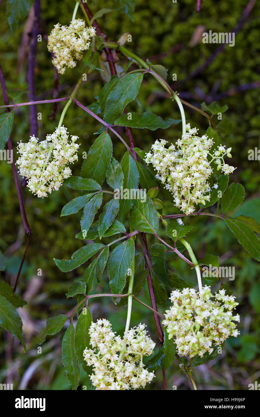 Rot-Kreuzungen elder Sambucus Racemosa Blumen Reserve Naturelle des Hauts Plateaux Vercors regionalen Naturpark Vercors Frankreich Stockfoto