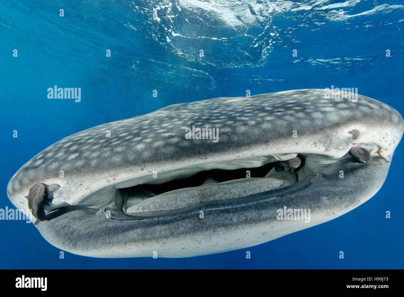 Walhai mit Schiffshaltern, Malpelo Insel, Kolumbien, Ost-Pazifik Stockfoto