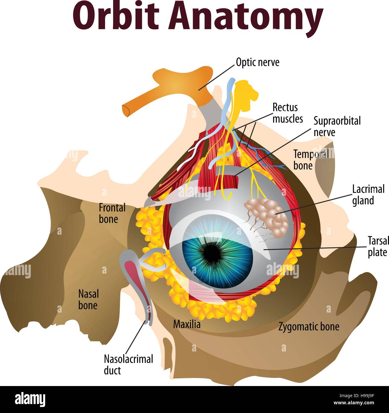 Vektor-Illustration des Spielplatzes Stock Vektor