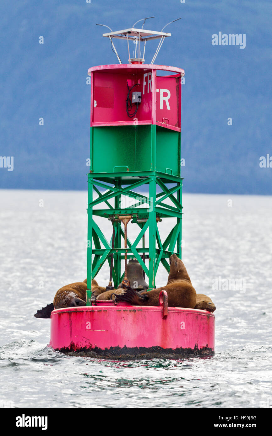 Steller Seelöwen ruht auf einem Ozean Boje in den Gewässern rund um die Küste von Alaska Stockfoto