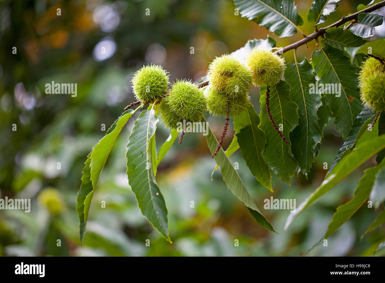 Süße Kastanien Castanea Sativa mit Früchten in Schalen Denny Holz New Forest Nationalpark Hampshire England UK Stockfoto