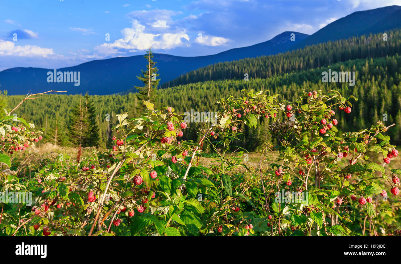 Wilde Himbeeren mit roten süßen Beeren Sträucher (vorne, close-up) auf  Sommer Karpaten Gebirgshintergrund Stockfotografie - Alamy