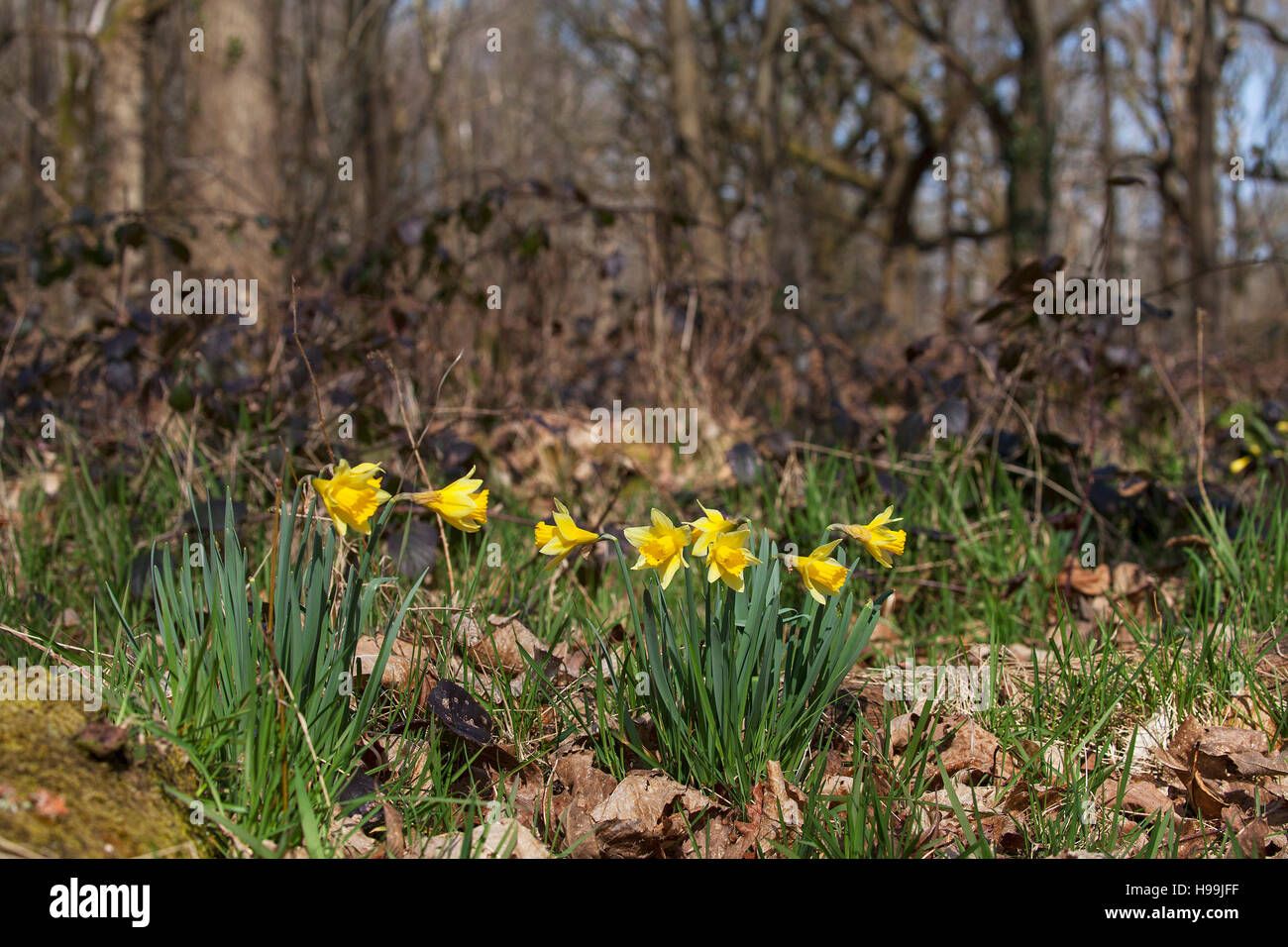 Wilde Narzissen Narcissus Pseudonarcissus Pamber Wald Hampshire und Isle Of Wight Wildlife Trust Reserve in der Nähe von Pamber Heide Hampshire England UK 2016 Stockfoto