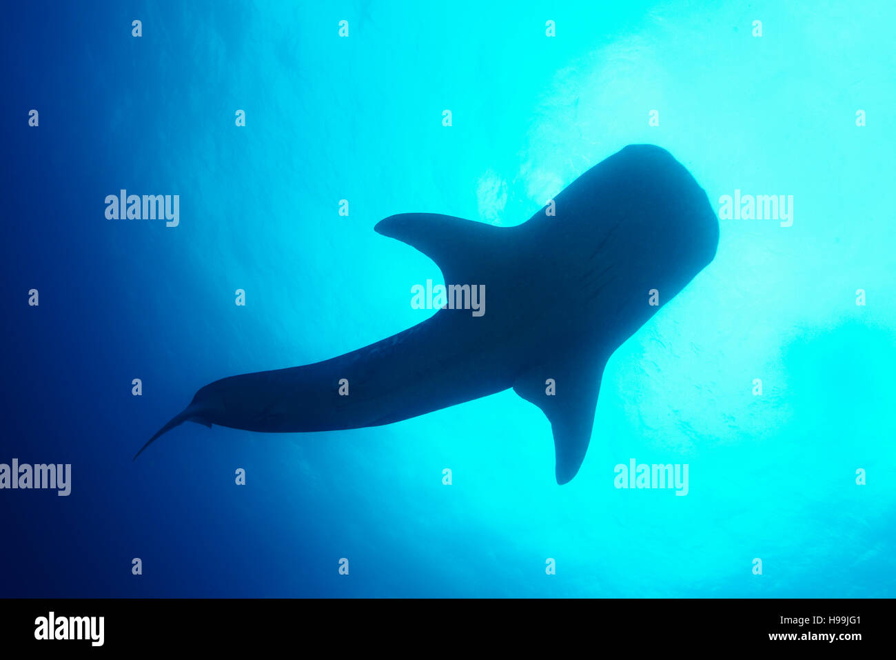 Walhai, Malpelo Insel, Kolumbien, Ost-Pazifik Stockfoto