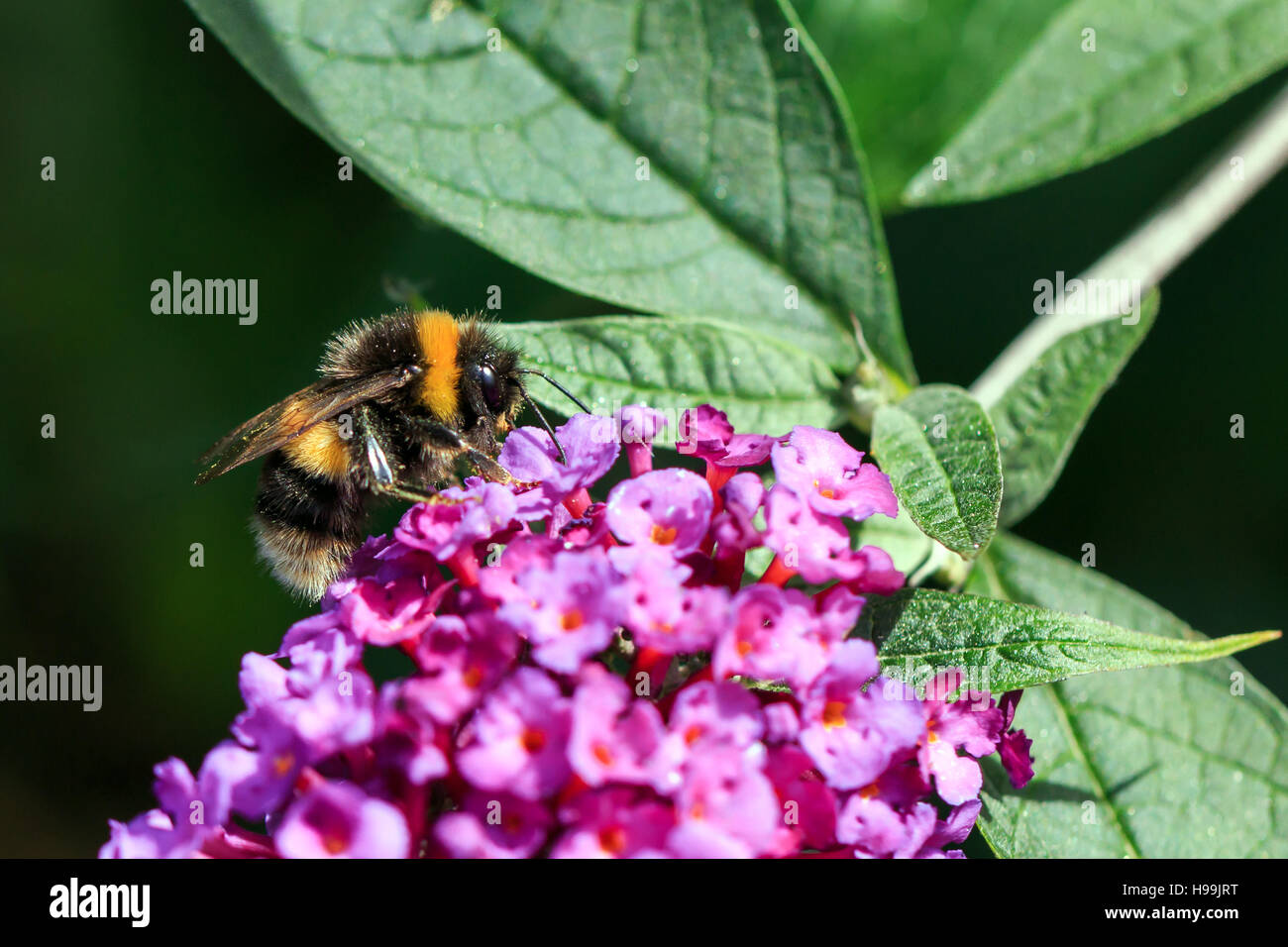 Sonnendurchflutetes Buff-tailed Bumble Bee auf rosa Blüten des Sommerflieders Stockfoto