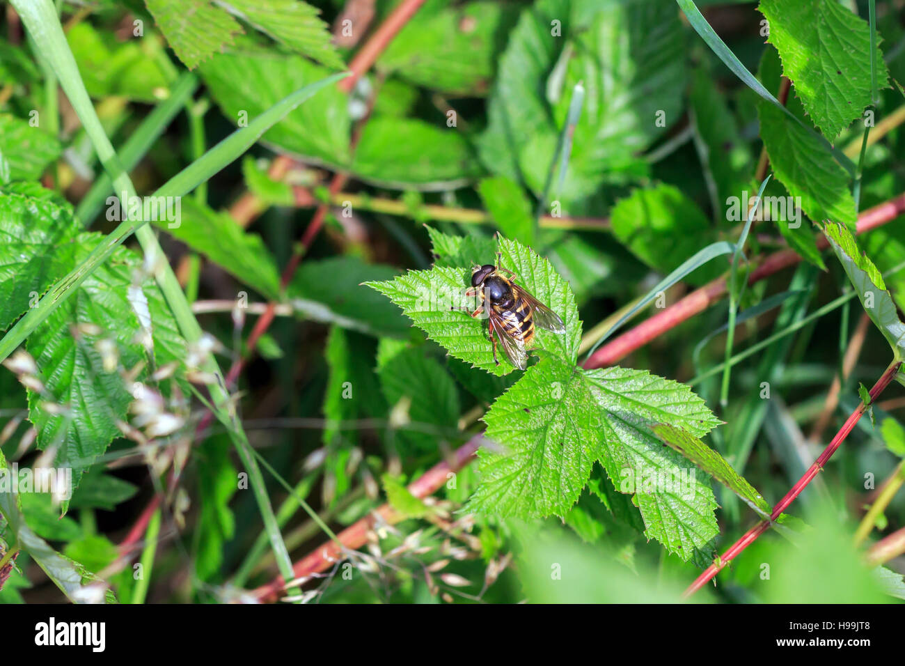 Sonnendurchflutetes Schwebfliege auf grünes Blatt im englischen Garten Stockfoto