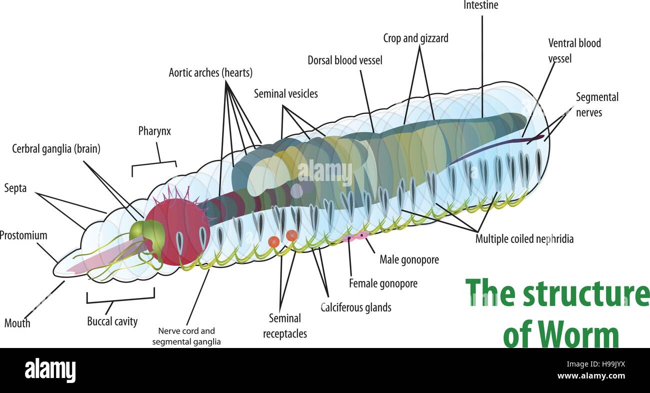 Vektor-Illustration der Wurm Steinlaibung Stock Vektor