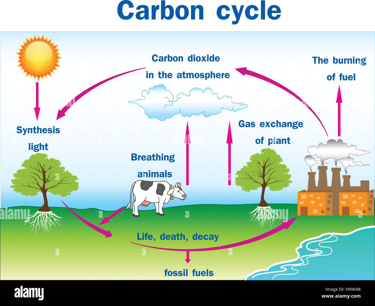 Vektor-Illustration des Kohlenstoffkreislaufs Stock Vektor