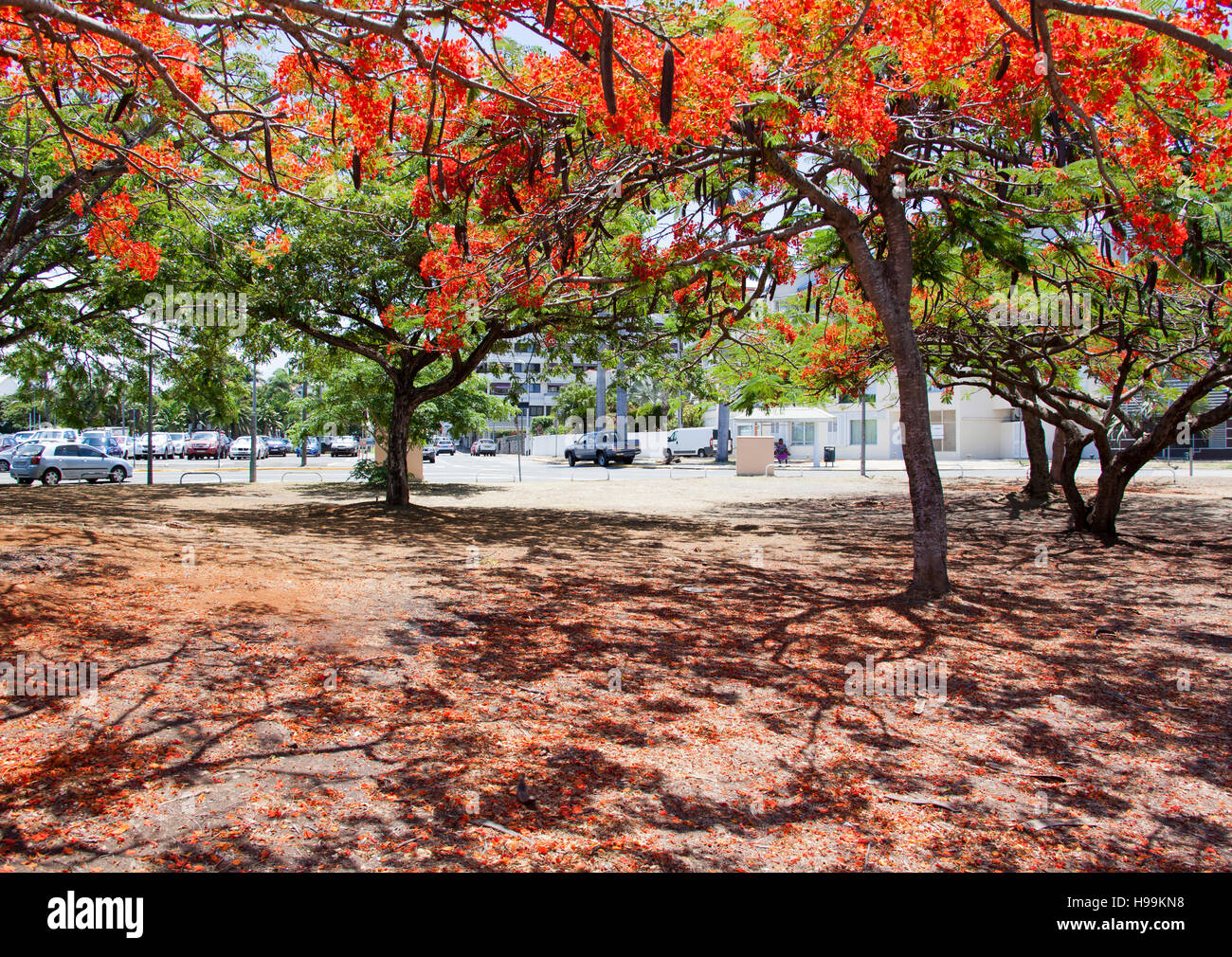 Rot blühenden Park in Noumea, der Hauptstadt von Neukaledonien. Stockfoto