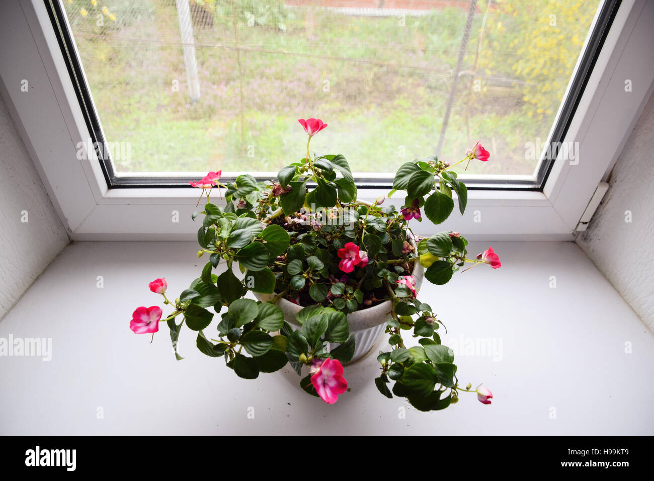 Indoor Blume in einem Topf auf der Fensterbank Stockfoto