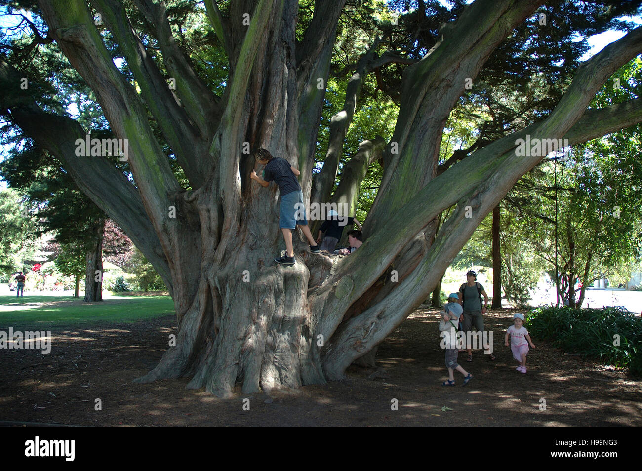 Kinder klettern auf Cupressus Macrocarpa / Monterey-Zypresse Baum in Hagley Park, Christchurch, Canterbury, Südinsel, Neuseeland. Stockfoto