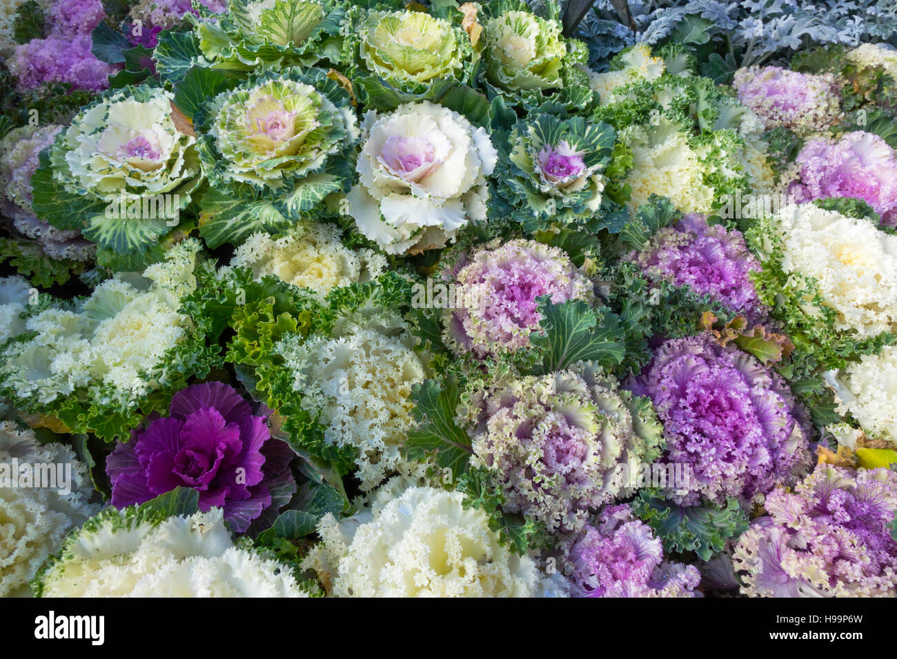 Brassica Oleracea var. Acephala bunte dekorative Kohl für den Anbau in ein Blumenbeet in ein Gartencenter zu verkaufen Stockfoto