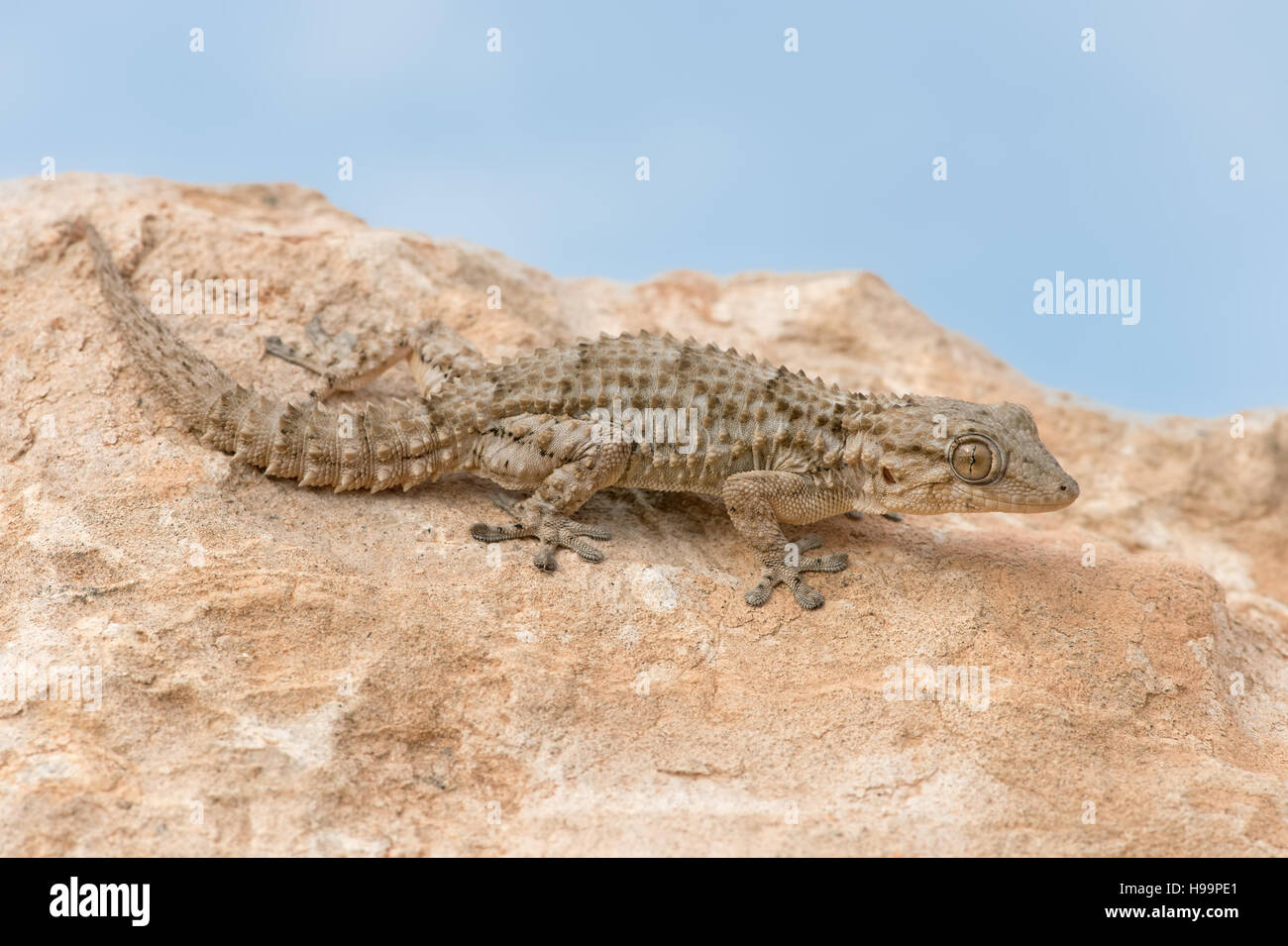 Maurischer Gecko (Tarentola Mauritanica) Stockfoto
