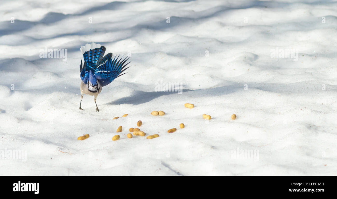 Blauhäher (Cyanocitta Cristata) begeistert.  Anfang Frühling Vogel zeigt seine Federn & Farben auswählen eine Erdnuss. Stockfoto