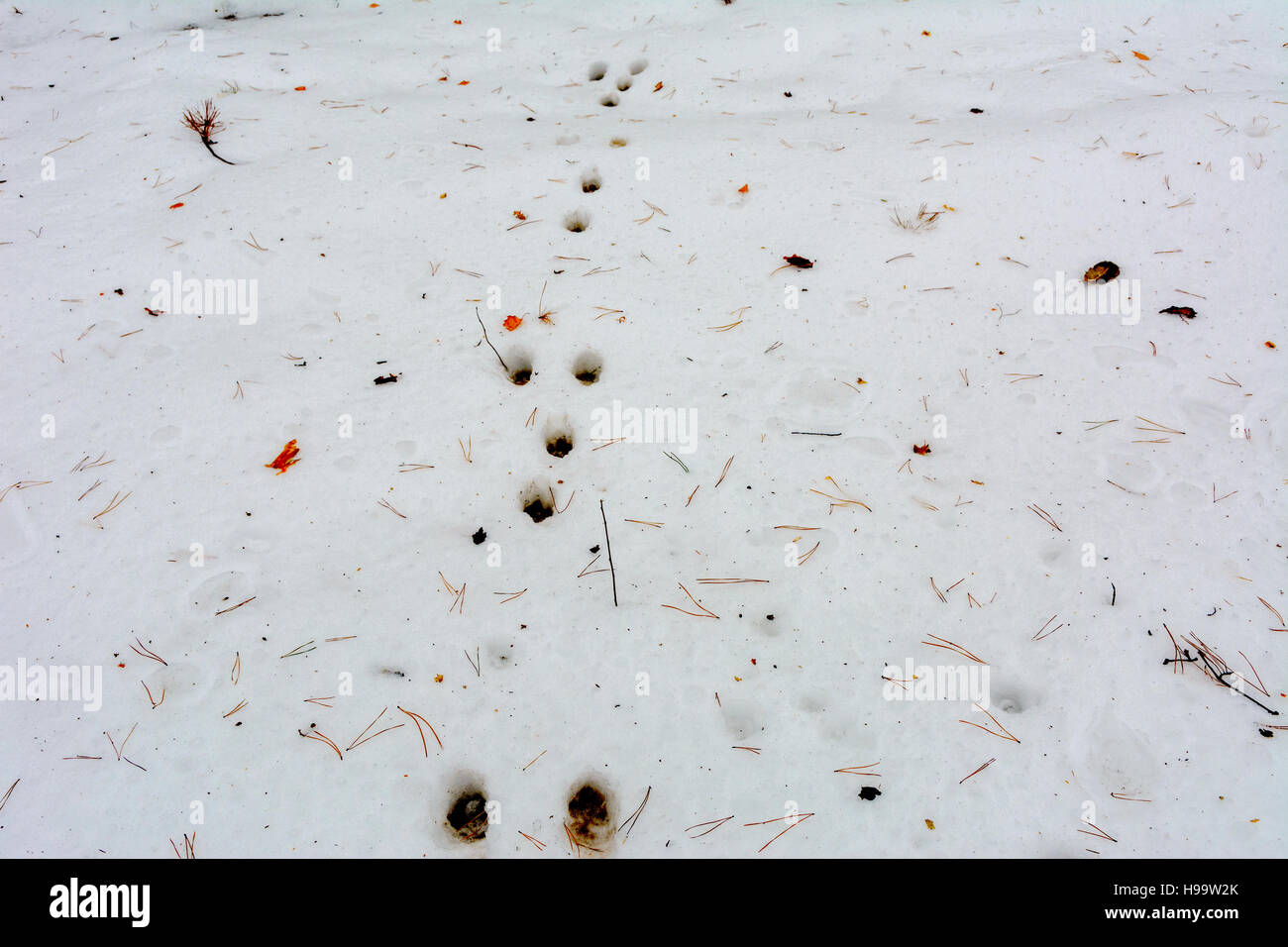Forststraße und Wanderweg schmolzen dahin im Winterwald Stockfoto