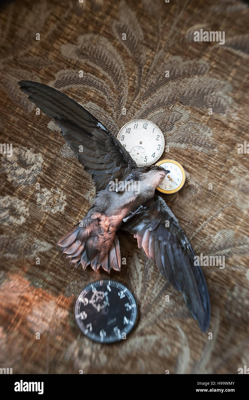 Still-Leben, die das Konzept "Zeit vergeht". Stockfoto