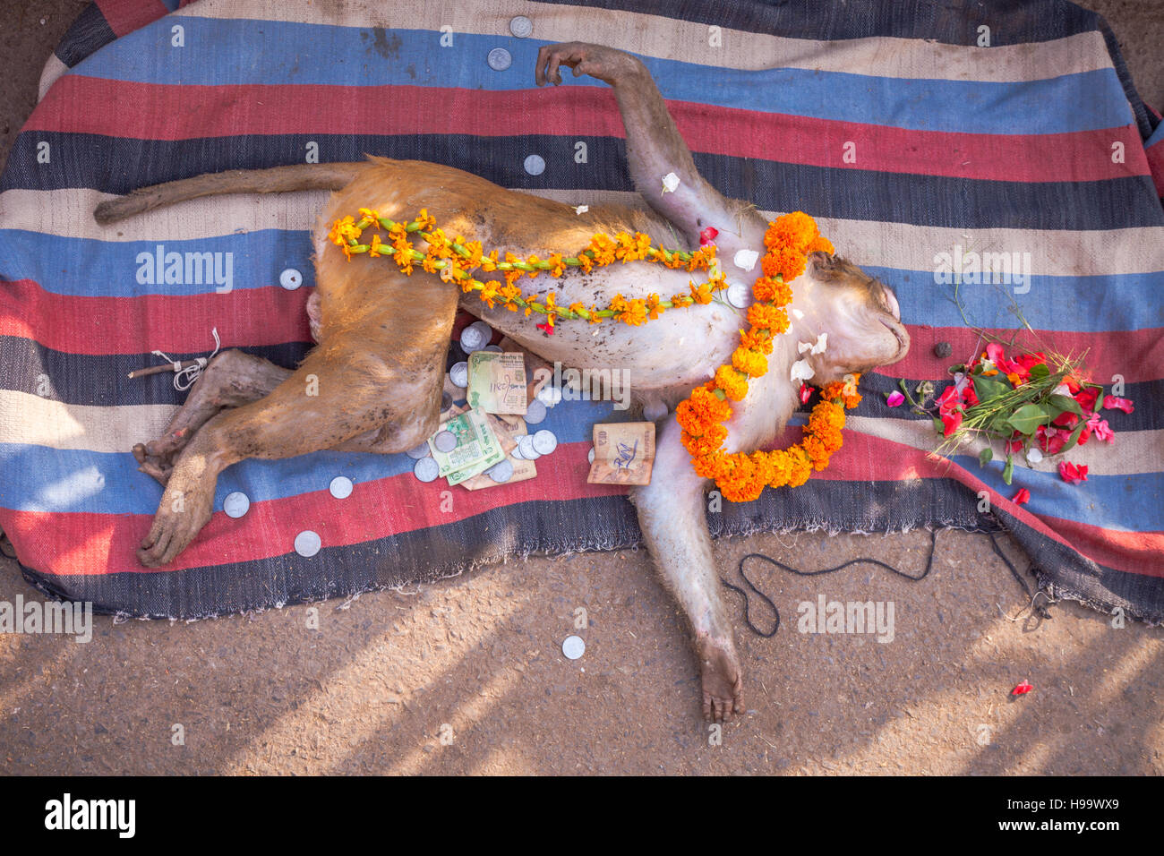 Toten Affen auf dem Display in einer Straße in Varanasi, Indien mit dem gespendeten Geld um den Körper herum. Stockfoto