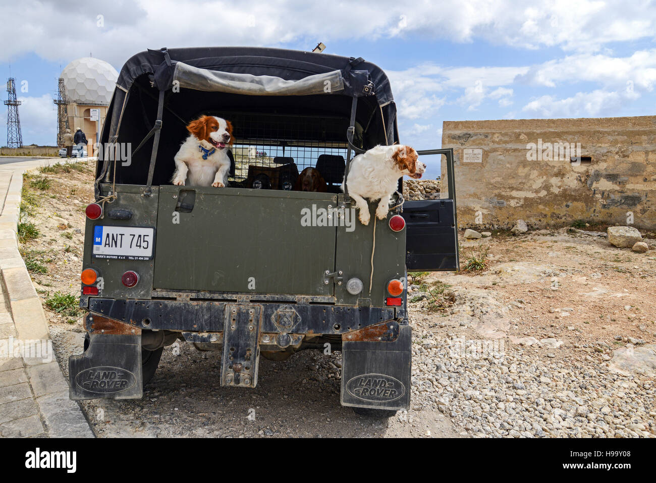 Hunde in einem Land Rover Stockfoto