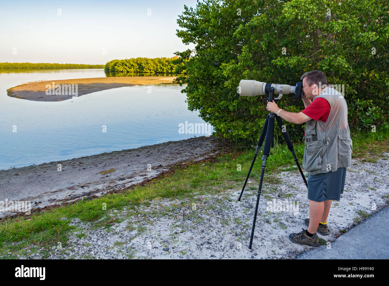 Florida, Sanibel Island, j.n. "Ding" Darling National Wildlife Refuge, Wildnis-Antrieb, Fotografen fotografieren Watvögel Stockfoto