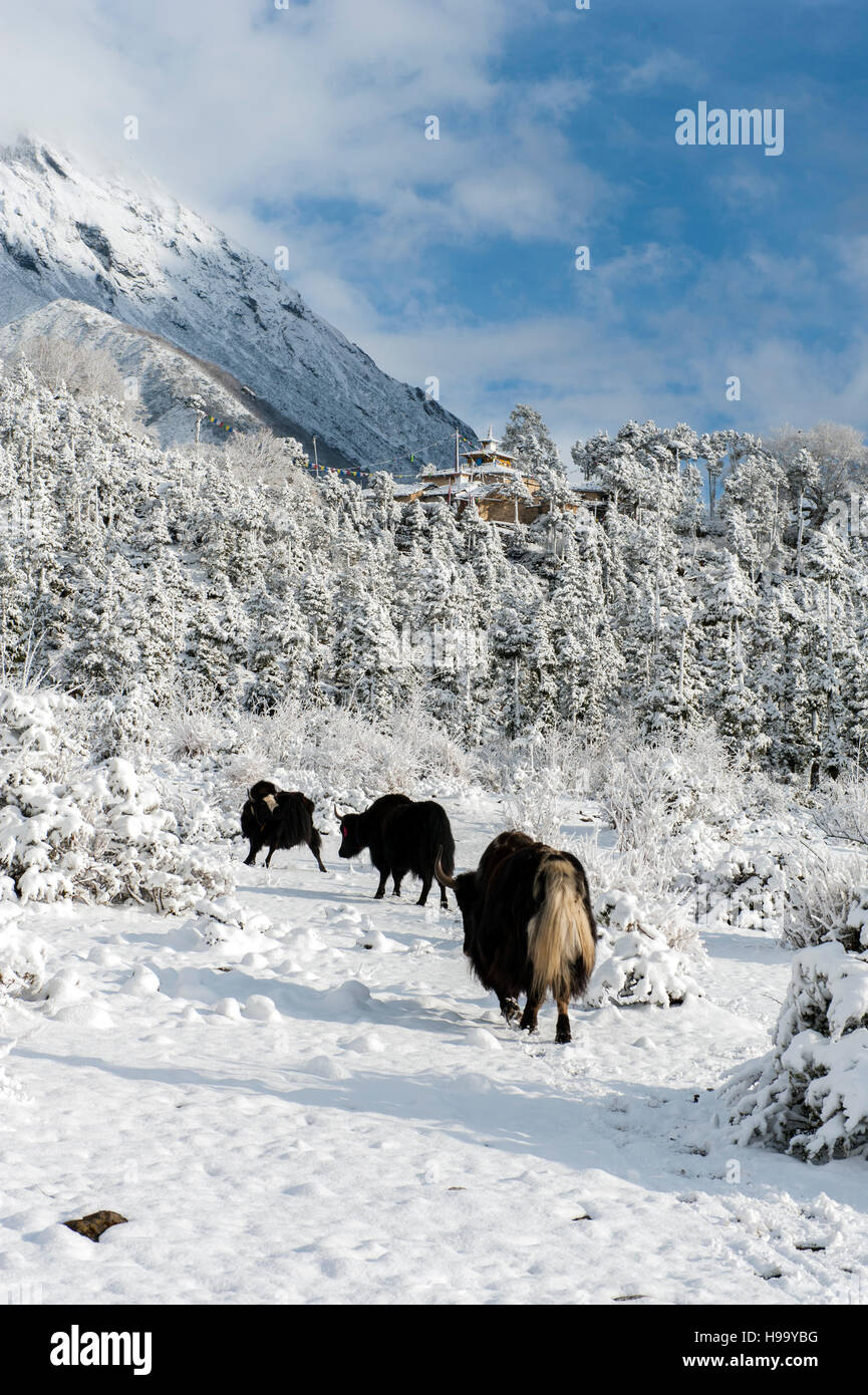 Yaks in der Nähe des Dorfes Samagaon, 8 Tage zu Fuß von der Trailhead am Arughat Bazar auf dem Manaslu Circuit. Die 16-tägige Manaslu Schaltung ist Teil des t Stockfoto