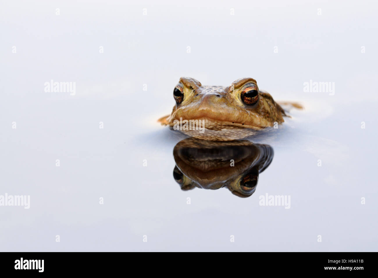 Gemeinsamen Kröte / Erdkroete (Bufo Bufo) während der Laichzeit, schwimmend, wartet auf seine Gattin, Spiegelung auf ruhige Wasseroberfläche. Stockfoto