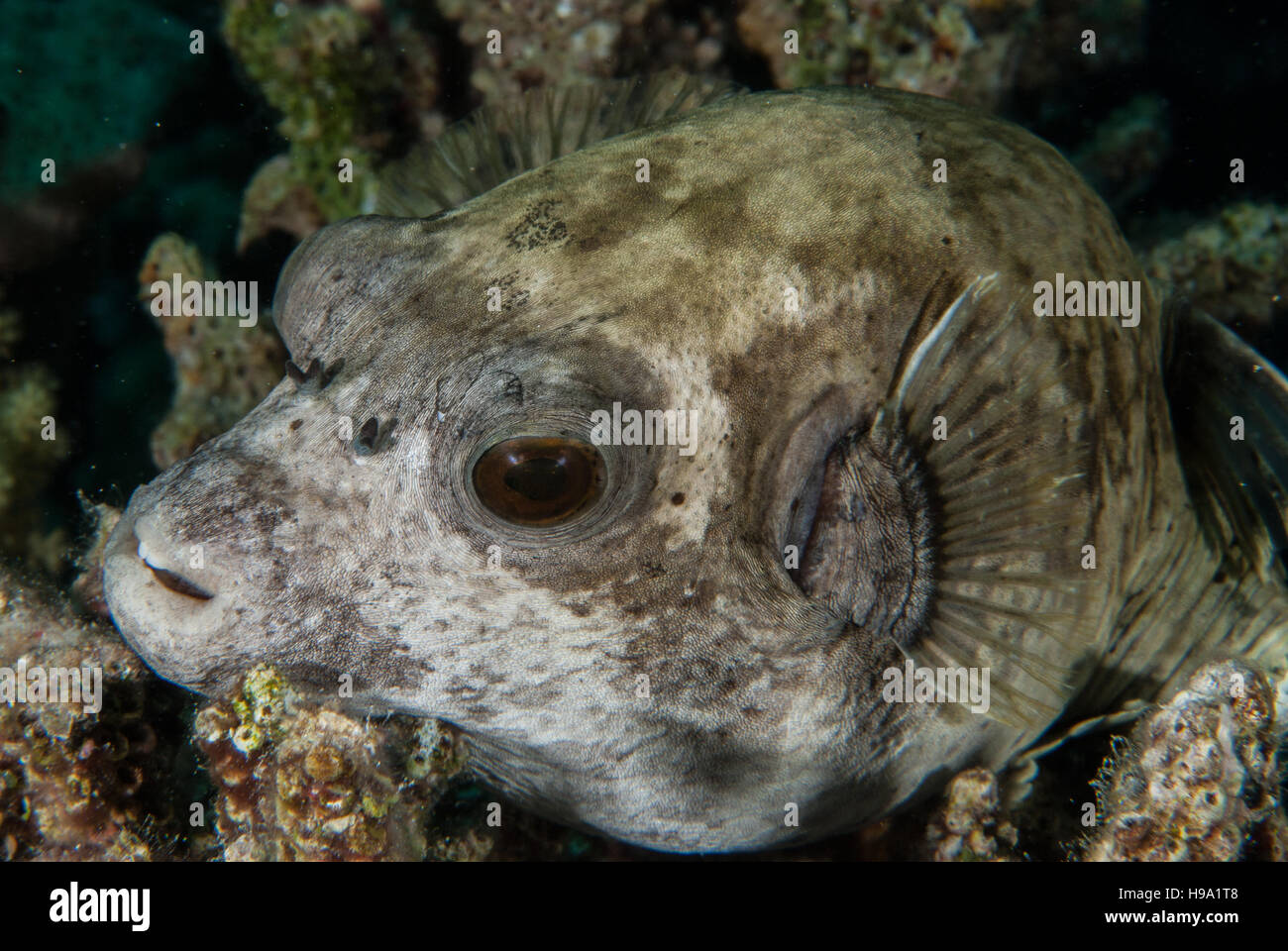 Puffferfish, Arothron Diadematus, Sharm el Sheikh, Rotes Meer, Ägypten Stockfoto