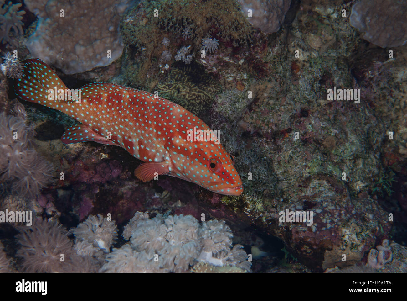 Korallen Hinterbeine, Cephalopholis Miniata, Funktionsanalyse, Sharm el Sheikh, Rotes Meer, Ägypten Stockfoto