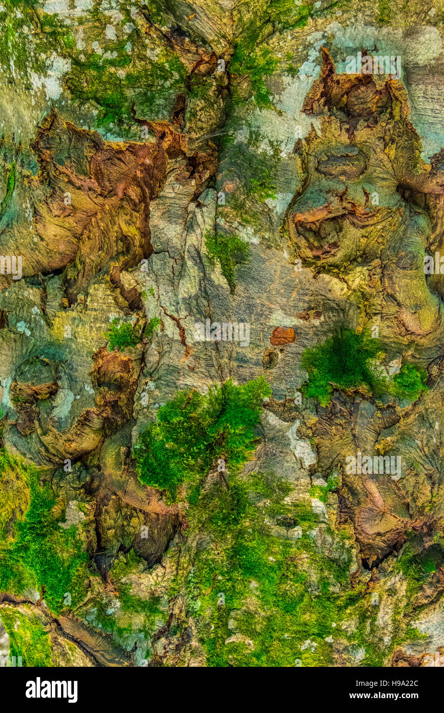 Rinde mit grünem Moos. Hintergrund. Stockfoto