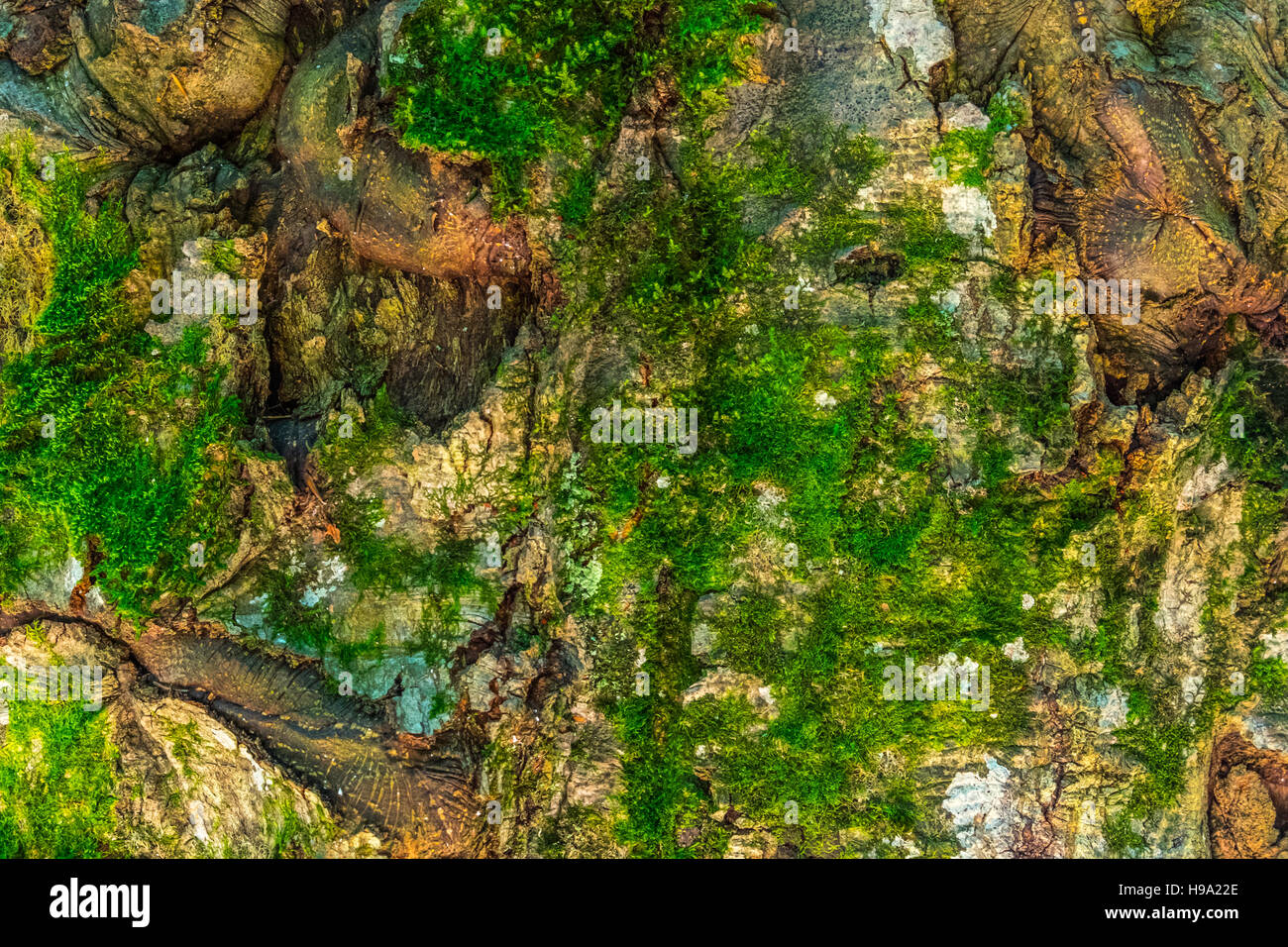 Rinde mit grünem Moos. Hintergrund. Stockfoto