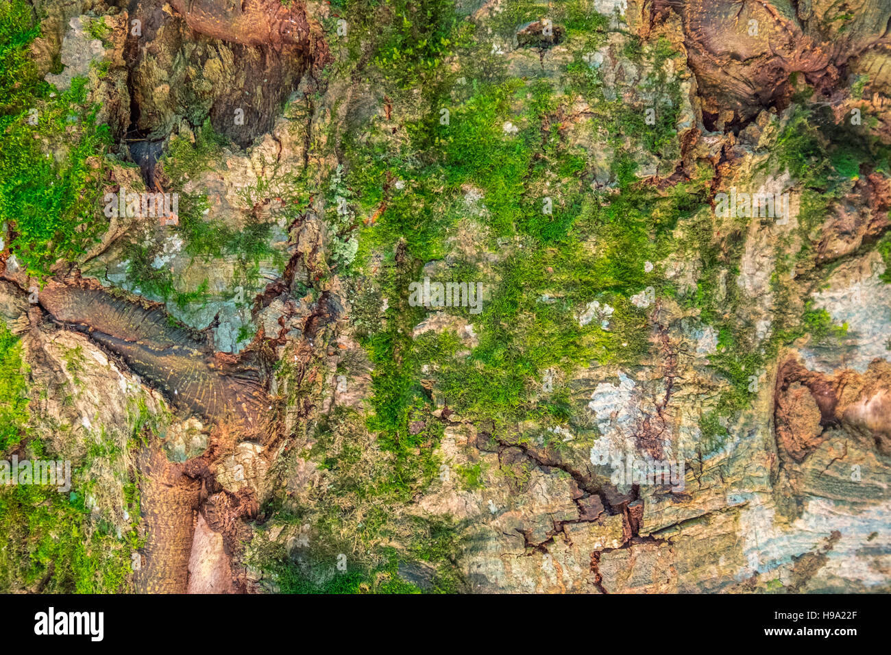 Rinde mit grünem Moos. Hintergrund. Stockfoto