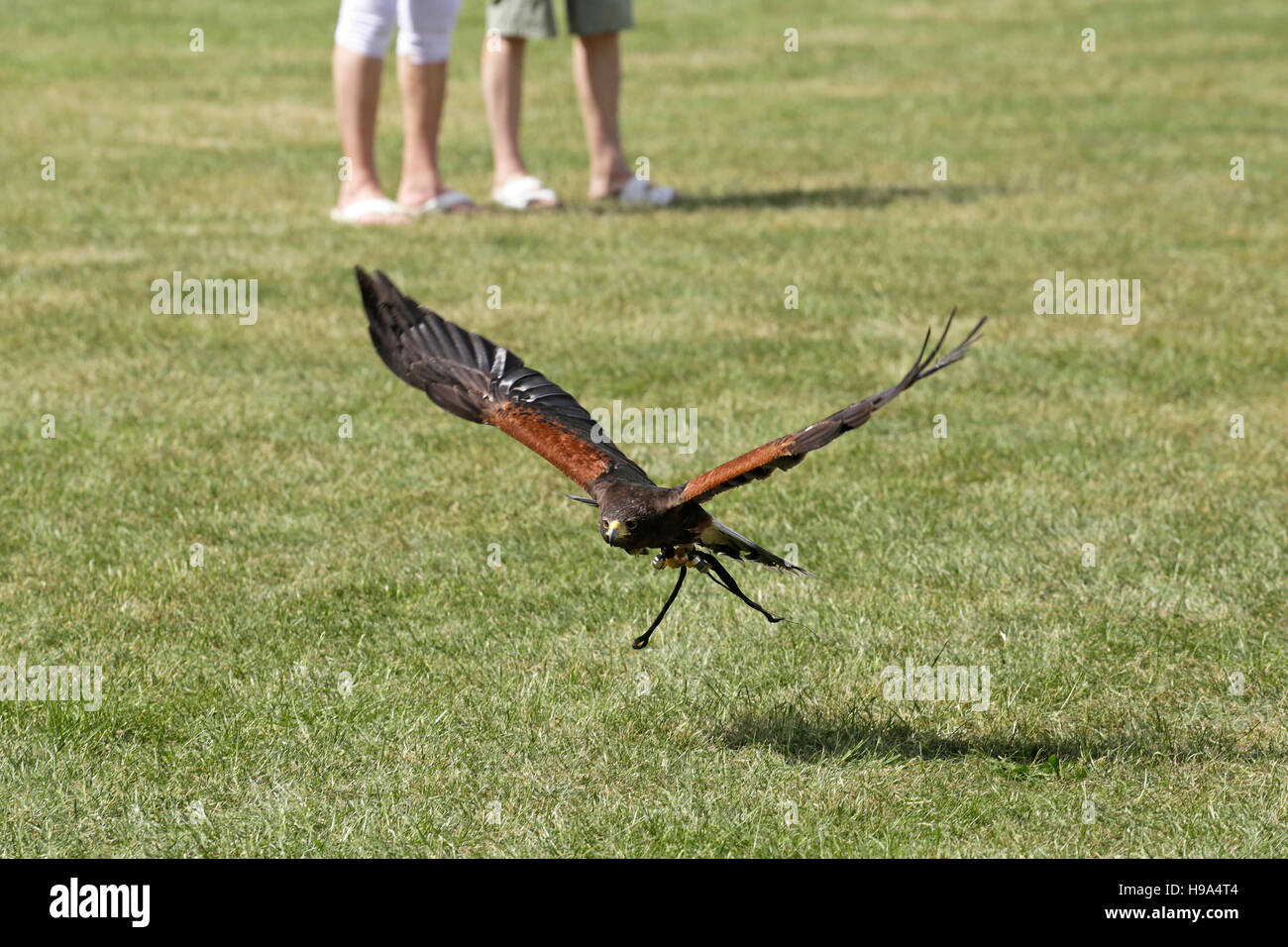 fliegenden Falken Stockfoto