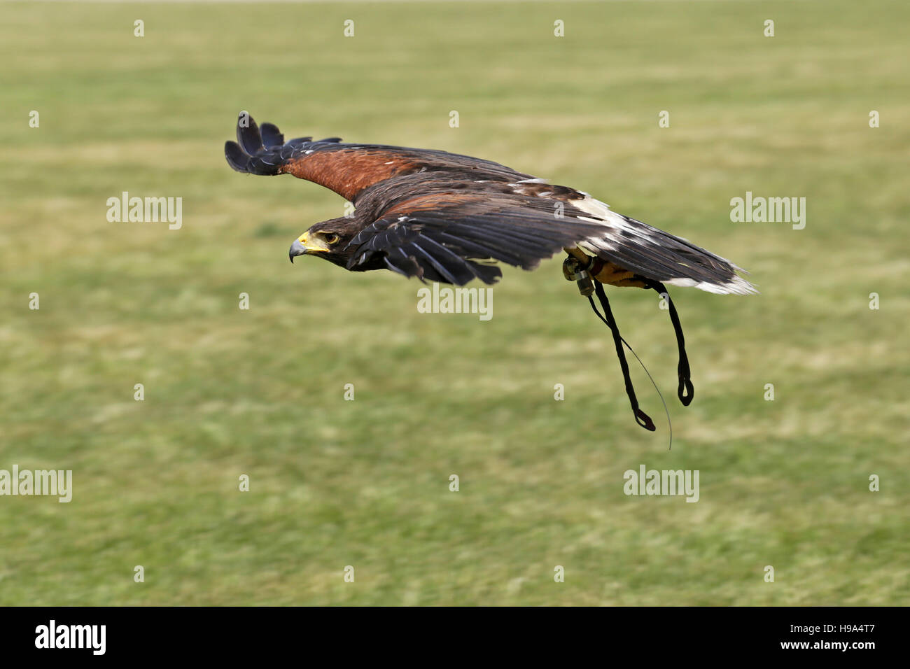 fliegenden Falken Stockfoto