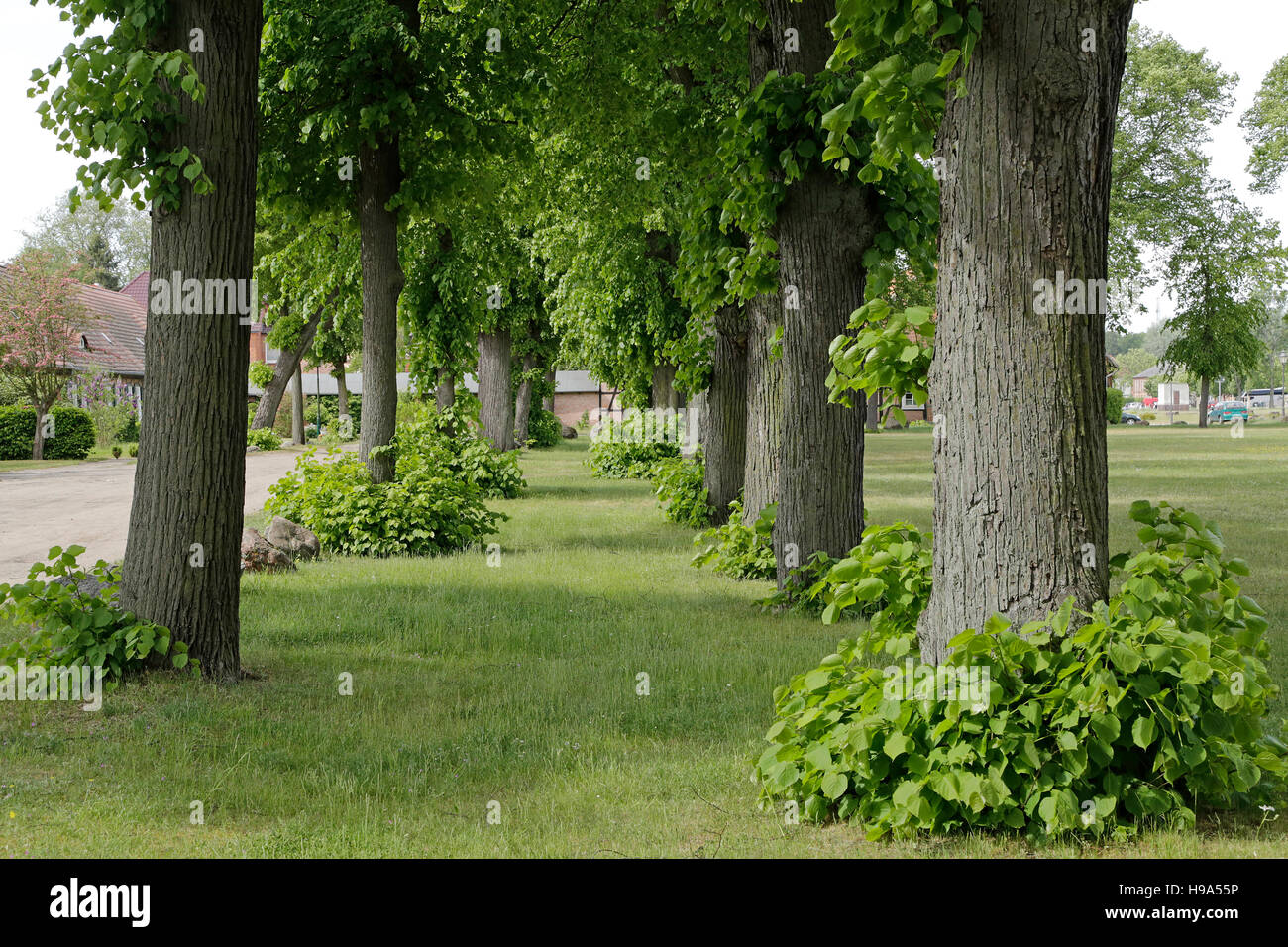 Kirchplatz, Ludwigslust, Mecklenburg-West Pomerania, Deutschland Stockfoto