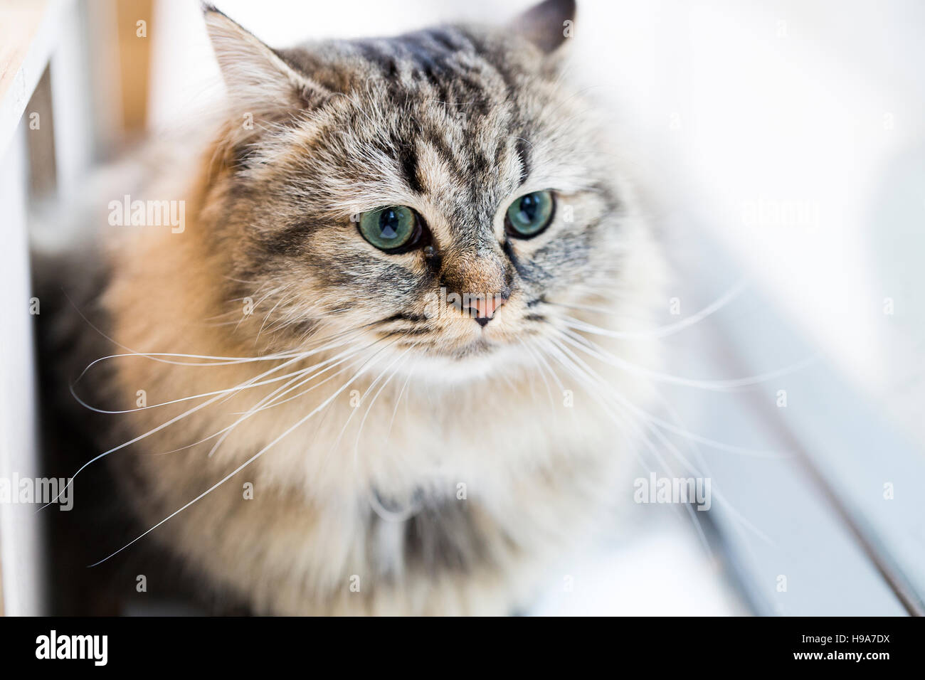 Flauschige Biman cross Katze mit langen Schnurrhaare und blau grüne Augen sitzen auf der Fensterbank Stockfoto