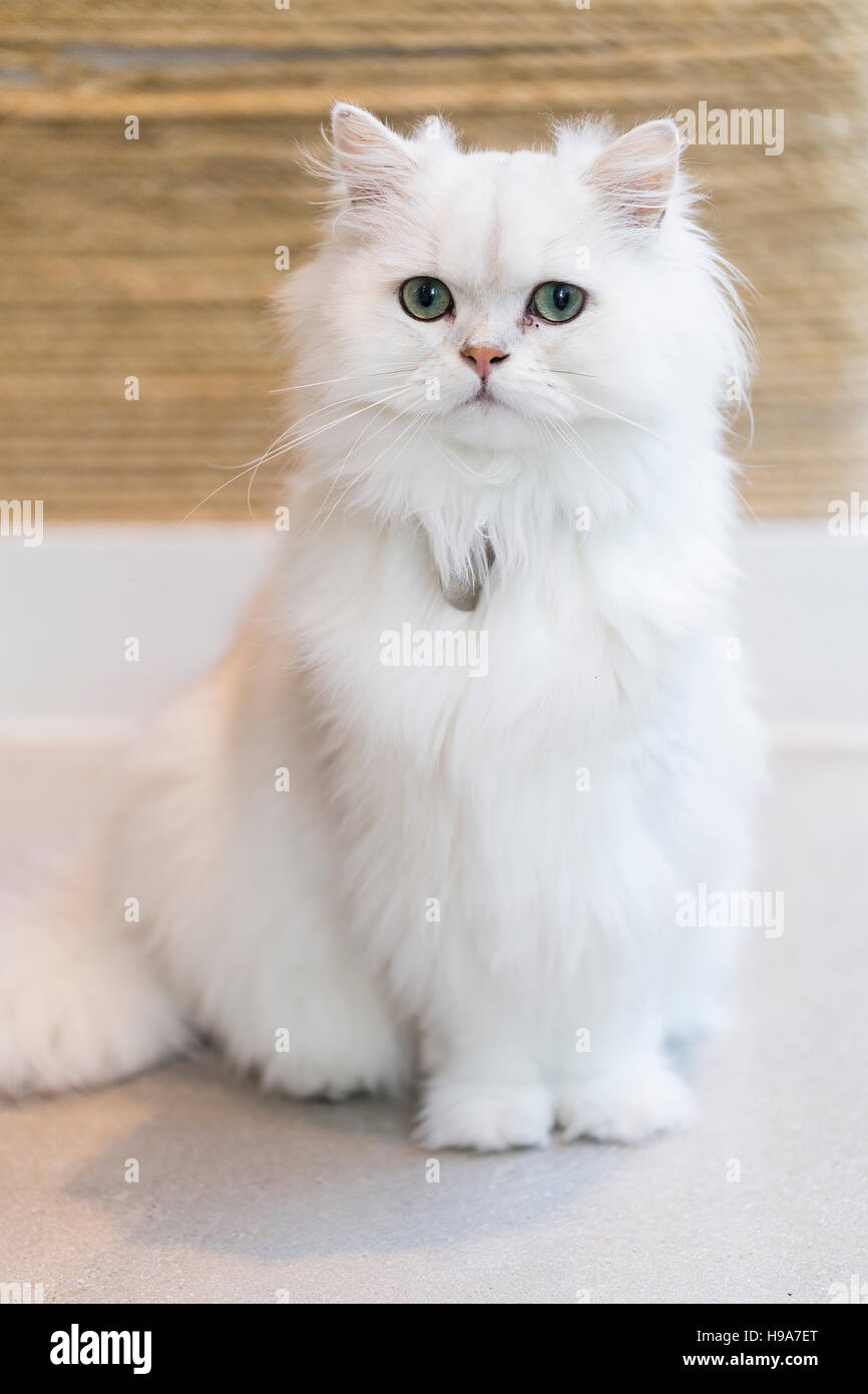 Weiße flauschige Katze mit grünen Augen sitzt Aufmerksamkeit suchen wichtig und royal Stockfoto