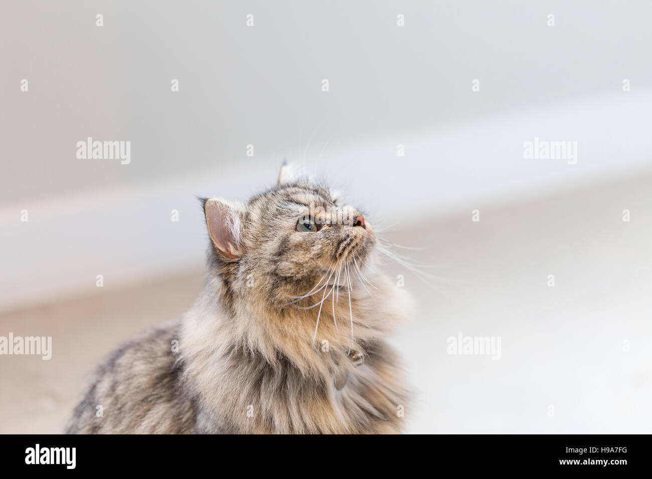 Neugierig, verspielt, flauschige Biman cross Katze mit langen Schnurrhaare und blau grüne Augen Hintergrund bleich Pastell auf der Suche nach oben Stockfoto