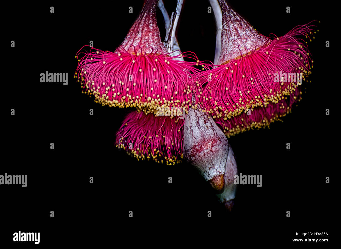 Eucalyptus Caesia, kleine Gum Tree von Western Australia. Stockfoto