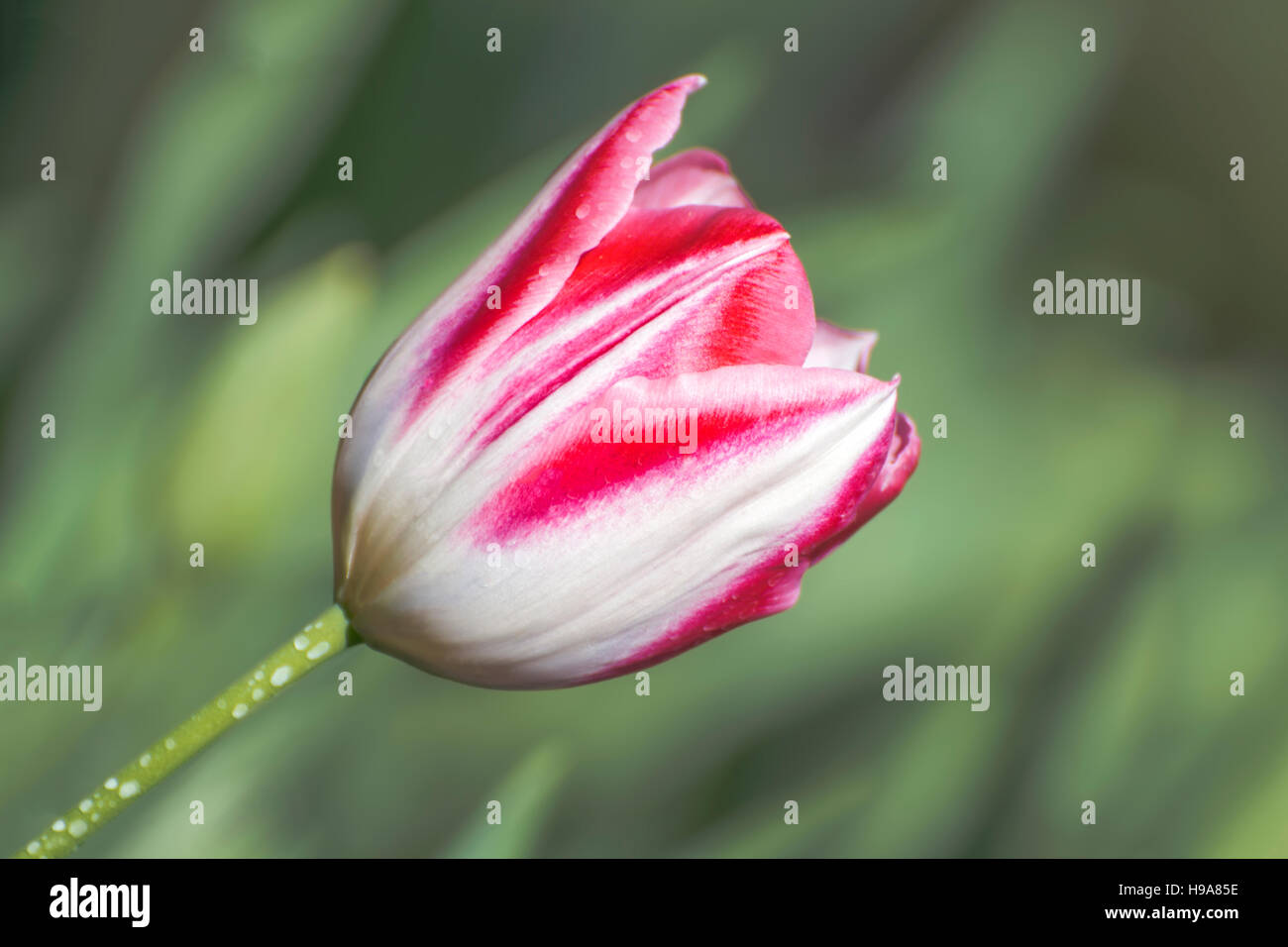 Rote und weiße Tulpe Stockfoto