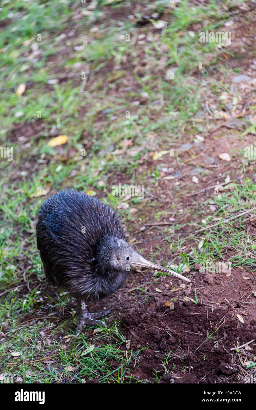 Neuseeland-Kiwi-Vogel Stockfoto