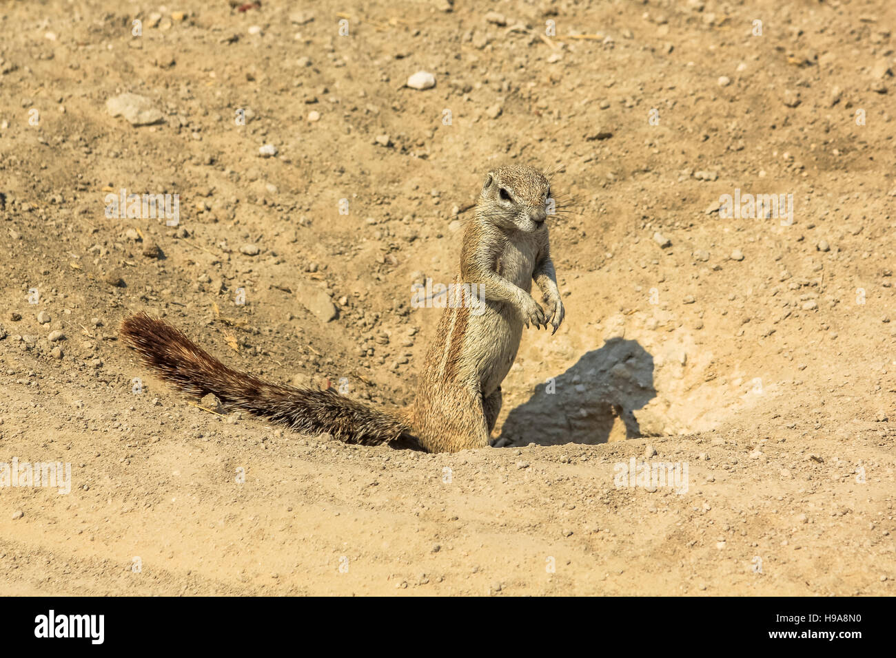 Afrikanische Eichhörnchen am Etosha Stockfoto