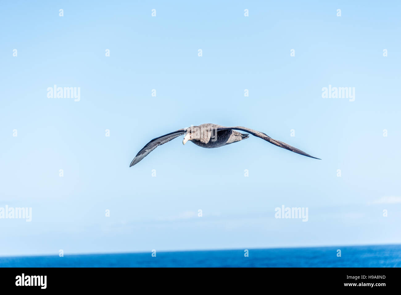 Giant Petrel Stockfoto